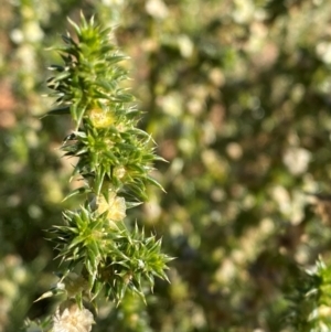 Salsola tragus at Tibooburra, NSW - 28 Jun 2024