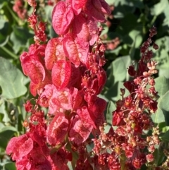 Rumex vesicarius at Tibooburra, NSW - 28 Jun 2024 by Tapirlord