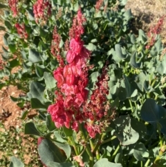 Rumex vesicarius at suppressed - suppressed