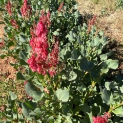 Rumex vesicarius at suppressed - 28 Jun 2024