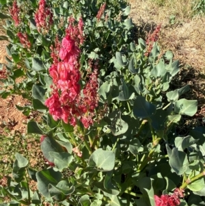 Rumex vesicarius at suppressed - suppressed