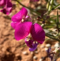 Swainsona campylantha (Pea Flower) at Tibooburra, NSW - 28 Jun 2024 by Tapirlord