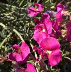 Swainsona campylantha at Tibooburra, NSW - 28 Jun 2024