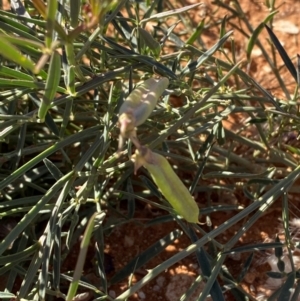 Swainsona campylantha at Tibooburra, NSW - 28 Jun 2024 02:36 PM