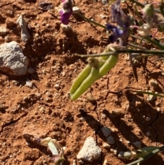 Swainsona campylantha at Tibooburra, NSW - 28 Jun 2024