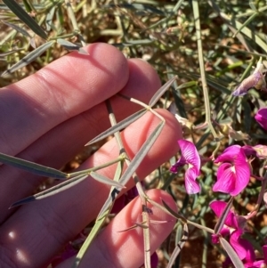 Swainsona campylantha at Tibooburra, NSW - 28 Jun 2024