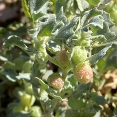 Atriplex holocarpa (Pop Saltbush) at Tibooburra, NSW - 28 Jun 2024 by Tapirlord