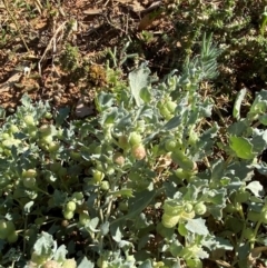 Atriplex holocarpa at Tibooburra, NSW - 28 Jun 2024 02:29 PM