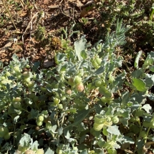 Atriplex holocarpa at Tibooburra, NSW - 28 Jun 2024 02:29 PM