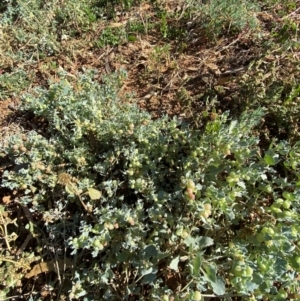 Atriplex holocarpa at Tibooburra, NSW - 28 Jun 2024