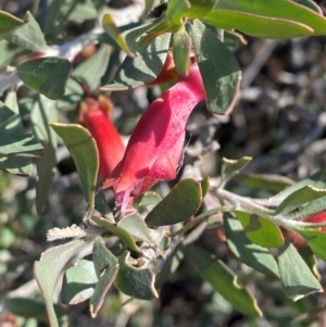 Eremophila maculata at Tibooburra, NSW - 28 Jun 2024 02:29 PM