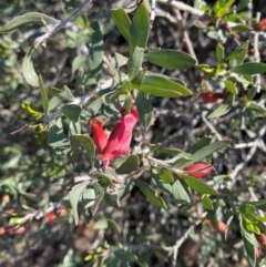 Eremophila maculata at Tibooburra, NSW - 28 Jun 2024 02:29 PM