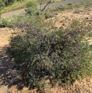 Eremophila maculata at Tibooburra, NSW - 28 Jun 2024