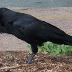 Corvus coronoides at Phillip, ACT - 19 Aug 2024