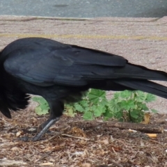 Corvus coronoides at Phillip, ACT - 19 Aug 2024