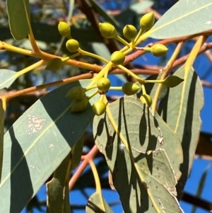 Eucalyptus camaldulensis subsp. arida at Tibooburra, NSW - 28 Jun 2024