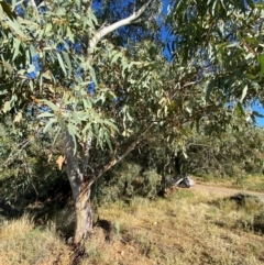 Eucalyptus camaldulensis subsp. arida at Tibooburra, NSW - 28 Jun 2024 02:28 PM