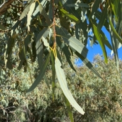 Eucalyptus camaldulensis subsp. arida at Tibooburra, NSW - 28 Jun 2024