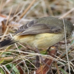 Acanthiza reguloides (Buff-rumped Thornbill) at Ainslie, ACT - 17 Aug 2024 by jb2602