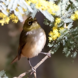 Zosterops lateralis at Ainslie, ACT - 17 Aug 2024