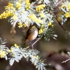 Zosterops lateralis at Ainslie, ACT - 17 Aug 2024