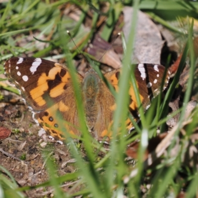 Vanessa kershawi (Australian Painted Lady) at Chisholm, ACT - 25 Aug 2024 by RomanSoroka