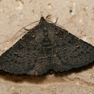 Praxis (genus) (An Erebid moth (Erebinae) at Harrison, ACT - 25 Aug 2024 by DPRees125