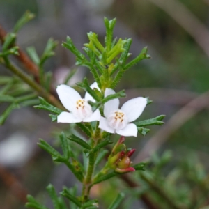 Boronia anemonifolia subsp. anemonifolia at Jerrawangala, NSW - 17 Apr 2024