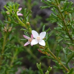 Boronia anemonifolia subsp. anemonifolia at Jerrawangala, NSW - 17 Apr 2024