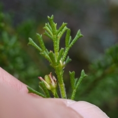 Boronia anemonifolia subsp. anemonifolia at Jerrawangala, NSW - suppressed