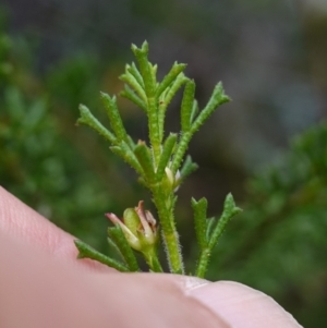 Boronia anemonifolia subsp. anemonifolia at Jerrawangala, NSW - suppressed