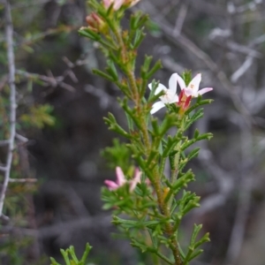 Boronia anemonifolia subsp. anemonifolia at Jerrawangala, NSW - suppressed