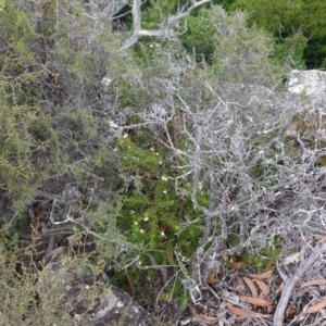 Boronia anemonifolia subsp. anemonifolia at Jerrawangala, NSW - suppressed