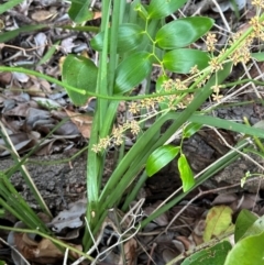 Lomandra (genus) at Angourie, NSW - 26 Aug 2024 05:18 PM