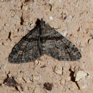 Phrissogonus laticostata at Harrison, ACT - 25 Aug 2024