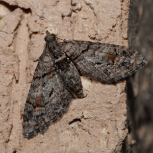 Phrissogonus laticostata at Harrison, ACT - 25 Aug 2024