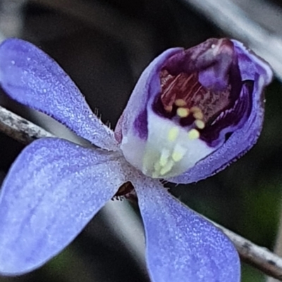 Cyanicula caerulea (Blue Fingers, Blue Fairies) at Aranda, ACT - 26 Aug 2024 by Bubbles