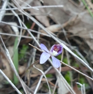 Cyanicula caerulea at Aranda, ACT - 26 Aug 2024