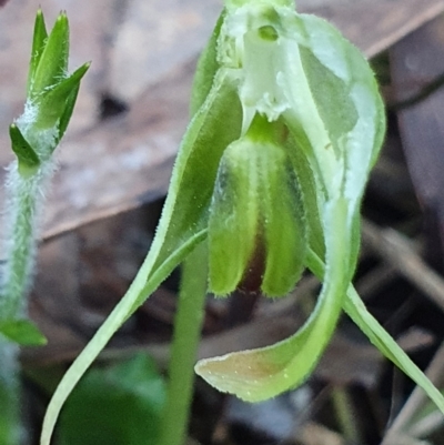 Pterostylis nutans (Nodding Greenhood) at Aranda, ACT - 26 Aug 2024 by Bubbles