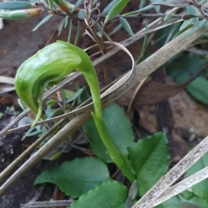 Pterostylis nutans at Aranda, ACT - 26 Aug 2024