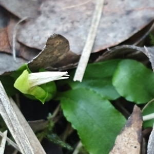 Pterostylis nutans at Aranda, ACT - 26 Aug 2024