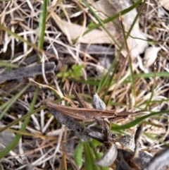 Keyacris scurra (Key's Matchstick Grasshopper) at Bellmount Forest, NSW - 26 Aug 2024 by forest17178