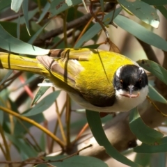 Melithreptus lunatus (White-naped Honeyeater) at Ainslie, ACT - 17 Aug 2024 by jb2602