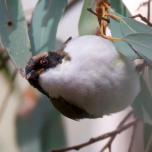 Melithreptus lunatus at Ainslie, ACT - 17 Aug 2024