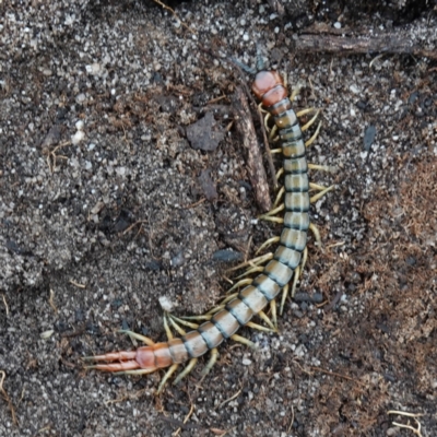 Cormocephalus aurantiipes at Jerrawangala, NSW - 17 Apr 2024 by RobG1