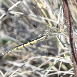 Hemicordulia tau at Isaacs, ACT - 26 Aug 2024