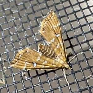 Musotima nitidalis at Arakoon, NSW - 22 Aug 2024 08:42 PM