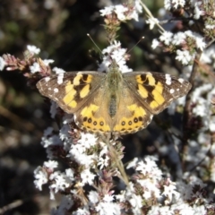 Vanessa kershawi (Australian Painted Lady) at Isaacs, ACT - 26 Aug 2024 by MatthewFrawley