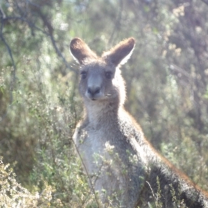 Macropus giganteus at Isaacs, ACT - 26 Aug 2024