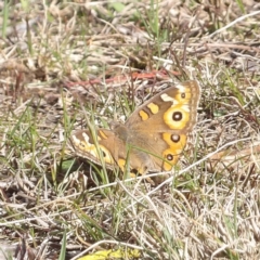 Junonia villida (Meadow Argus) at Isaacs, ACT - 26 Aug 2024 by MatthewFrawley